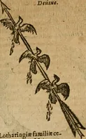 An illustration from Symbola heroica m. Clavdii Paradini, Belliiocensis canonici, et d. Gabrielis Symeonis : multo, quàm antea, fidelius de gallica lingua in latinam conuersa (1600)