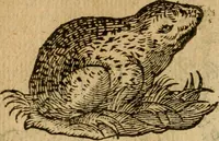 An illustration from Symbola heroica m. Clavdii Paradini, Belliiocensis canonici, et d. Gabrielis Symeonis : multo, quàm antea, fidelius de gallica lingua in latinam conuersa (1600)