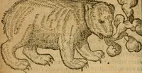 An illustration from Symbola heroica m. Clavdii Paradini, Belliiocensis canonici, et d. Gabrielis Symeonis : multo, quàm antea, fidelius de gallica lingua in latinam conuersa (1600)