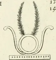 An illustration from Symbolica Dianae Ephesiae statua (1688)