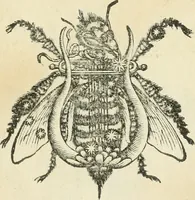 An illustration from Symbolica Dianae Ephesiae statua (1688)