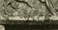 An illustration from Symbolism of animals and birds represented in English church architecture (1913)