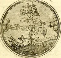 An illustration from Symbolor & emblematum ... centuria una [-quarta] (1661)