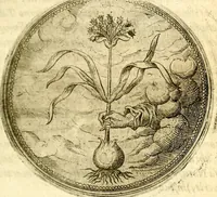 An illustration from Symbolor & emblematum ... centuria una [-quarta] (1661)