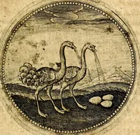 An illustration from Symbolor & emblematum ... centuria una [-quarta] (1661)