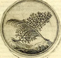 An illustration from Symbolor & emblematum ... centuria una [-quarta] (1661)