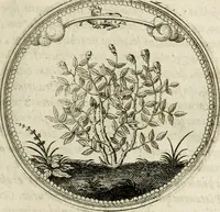 Picture 87 of 544 from Symboloru[m] & emblematum ex re herbaria desumtorum centuria vna[-quarta] collecta (1654), leaf 102