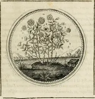 Picture 93 of 544 from Symboloru[m] & emblematum ex re herbaria desumtorum centuria vna[-quarta] collecta (1654), leaf 108