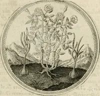 Picture 96 of 544 from Symboloru[m] & emblematum ex re herbaria desumtorum centuria vna[-quarta] collecta (1654), leaf 112