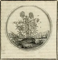 Picture 113 of 544 from Symboloru[m] & emblematum ex re herbaria desumtorum centuria vna[-quarta] collecta (1654), leaf 130