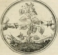 Picture 125 of 544 from Symboloru[m] & emblematum ex re herbaria desumtorum centuria vna[-quarta] collecta (1654), leaf 142