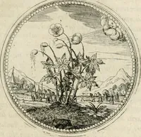 Picture 126 of 544 from Symboloru[m] & emblematum ex re herbaria desumtorum centuria vna[-quarta] collecta (1654), leaf 144