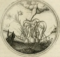 Picture 136 of 544 from Symboloru[m] & emblematum ex re herbaria desumtorum centuria vna[-quarta] collecta (1654), leaf 156