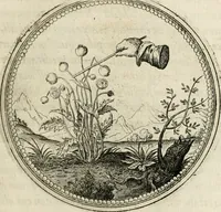 Picture 137 of 544 from Symboloru[m] & emblematum ex re herbaria desumtorum centuria vna[-quarta] collecta (1654), leaf 158