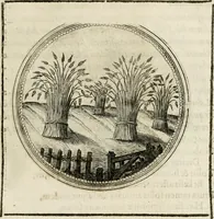 Picture 141 of 544 from Symboloru[m] & emblematum ex re herbaria desumtorum centuria vna[-quarta] collecta (1654), leaf 162