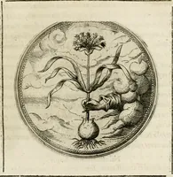 Picture 144 of 544 from Symboloru[m] & emblematum ex re herbaria desumtorum centuria vna[-quarta] collecta (1654), leaf 166