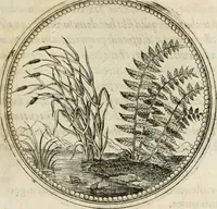 Picture 148 of 544 from Symboloru[m] & emblematum ex re herbaria desumtorum centuria vna[-quarta] collecta (1654), leaf 170