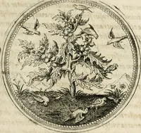 Picture 154 of 544 from Symboloru[m] & emblematum ex re herbaria desumtorum centuria vna[-quarta] collecta (1654), leaf 176
