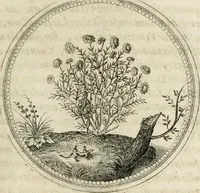 Picture 156 of 544 from Symboloru[m] & emblematum ex re herbaria desumtorum centuria vna[-quarta] collecta (1654), leaf 178