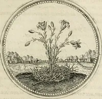 Picture 162 of 544 from Symboloru[m] & emblematum ex re herbaria desumtorum centuria vna[-quarta] collecta (1654), leaf 184