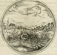 Picture 164 of 544 from Symboloru[m] & emblematum ex re herbaria desumtorum centuria vna[-quarta] collecta (1654), leaf 186
