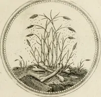 Picture 183 of 544 from Symboloru[m] & emblematum ex re herbaria desumtorum centuria vna[-quarta] collecta (1654), leaf 206