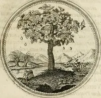 Picture 17 of 544 from Symboloru[m] & emblematum ex re herbaria desumtorum centuria vna[-quarta] collecta (1654), leaf 24