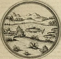 Picture 208 of 544 from Symboloru[m] & emblematum ex re herbaria desumtorum centuria vna[-quarta] collecta (1654), leaf 258