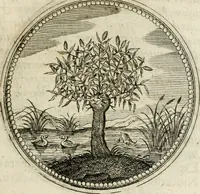 Picture 19 of 544 from Symboloru[m] & emblematum ex re herbaria desumtorum centuria vna[-quarta] collecta (1654), leaf 26