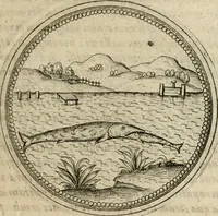 Picture 209 of 544 from Symboloru[m] & emblematum ex re herbaria desumtorum centuria vna[-quarta] collecta (1654), leaf 260