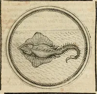 Picture 223 of 544 from Symboloru[m] & emblematum ex re herbaria desumtorum centuria vna[-quarta] collecta (1654), leaf 290