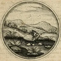 Picture 257 of 544 from Symboloru[m] & emblematum ex re herbaria desumtorum centuria vna[-quarta] collecta (1654), leaf 352