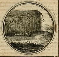 Picture 262 of 544 from Symboloru[m] & emblematum ex re herbaria desumtorum centuria vna[-quarta] collecta (1654), leaf 360