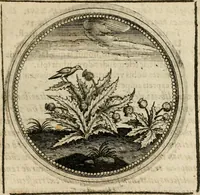 Picture 265 of 544 from Symboloru[m] & emblematum ex re herbaria desumtorum centuria vna[-quarta] collecta (1654), leaf 364