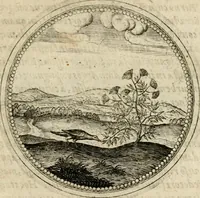 Picture 266 of 544 from Symboloru[m] & emblematum ex re herbaria desumtorum centuria vna[-quarta] collecta (1654), leaf 366