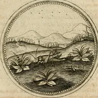 Picture 289 of 544 from Symboloru[m] & emblematum ex re herbaria desumtorum centuria vna[-quarta] collecta (1654), leaf 406