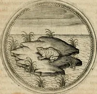 Picture 402 of 544 from Symboloru[m] & emblematum ex re herbaria desumtorum centuria vna[-quarta] collecta (1654), leaf 562