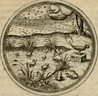 Picture 404 of 544 from Symboloru[m] & emblematum ex re herbaria desumtorum centuria vna[-quarta] collecta (1654), leaf 566
