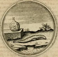 Picture 405 of 544 from Symboloru[m] & emblematum ex re herbaria desumtorum centuria vna[-quarta] collecta (1654), leaf 568