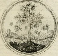 Picture 48 of 544 from Symboloru[m] & emblematum ex re herbaria desumtorum centuria vna[-quarta] collecta (1654), leaf 62