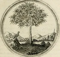 Picture 54 of 544 from Symboloru[m] & emblematum ex re herbaria desumtorum centuria vna[-quarta] collecta (1654), leaf 68