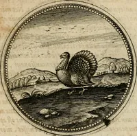 Picture 488 of 544 from Symboloru[m] & emblematum ex re herbaria desumtorum centuria vna[-quarta] collecta (1654), leaf 720