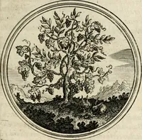 Picture 66 of 544 from Symboloru[m] & emblematum ex re herbaria desumtorum centuria vna[-quarta] collecta (1654), leaf 80