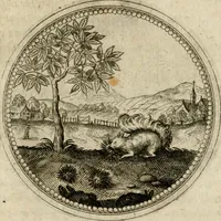 Picture 530 of 544 from Symboloru[m] & emblematum ex re herbaria desumtorum centuria vna[-quarta] collecta (1654), leaf 800