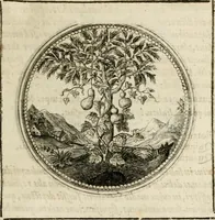Picture 81 of 544 from Symboloru[m] & emblematum ex re herbaria desumtorum centuria vna[-quarta] collecta (1654), leaf 96