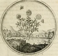 Picture 83 of 544 from Symboloru[m] & emblematum ex re herbaria desumtorum centuria vna[-quarta] collecta (1654), leaf 98