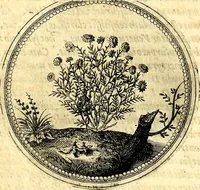 Picture 162 of 444 from Symbolorum et emblematum ... centuria una [-quatuor] (1654), leaf 180