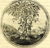 Picture 84 of 444 from Symbolorum et emblematum ... centuria una [-quatuor] (1654), leaf 98