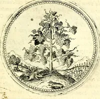 An illustration from Symbolorvm et emblematvm ex re herbaria desvmtorvm centvria vna (1590)