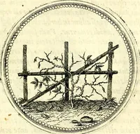 An illustration from Symbolorvm et emblematvm ex re herbaria desvmtorvm centvria vna (1590)